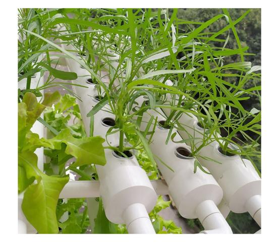 关于水耕蔬菜，要如何操作_蔬菜种植技巧知识点总结 关于水耕蔬菜，要如何操作_蔬菜种植技巧知识点总结 番茄病虫害防治