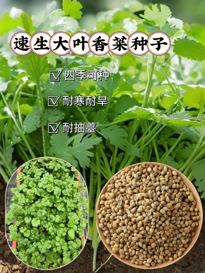 农村院里想种植点香菜,现在是时候吗?有什么好的方法_蔬菜种植防倒伏技巧视频教程 番茄种植技巧 农村院里想种植点香菜,现在是时候吗?有什么好的方法_蔬菜种植防倒伏技巧视频教程 农村院里想种植点香菜,现在是时候吗?有什么好的方法_蔬菜种植防倒伏技巧视频教程 番茄种植技巧