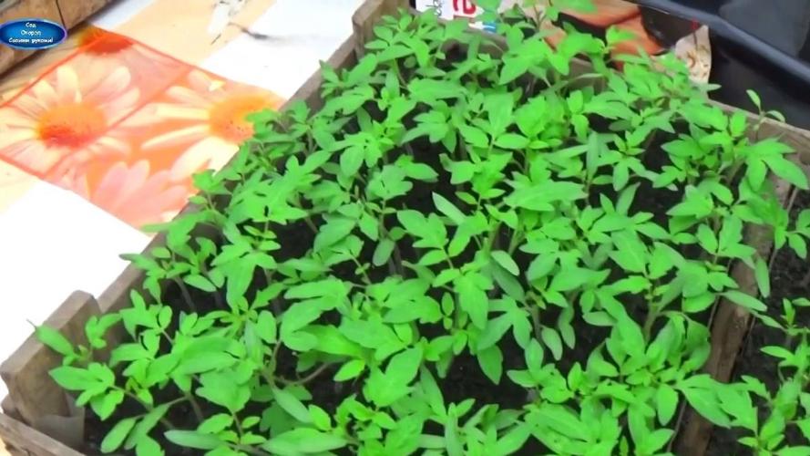番茄达人推文怎么做_番茄王怎么种植视频教学全集 番茄达人推文怎么做_番茄王怎么种植视频教学全集 种植技巧