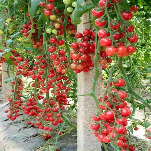 瀑布西红柿种植方法_瀑布小番茄怎么种植的 瀑布西红柿种植方法_瀑布小番茄怎么种植的 植物种类