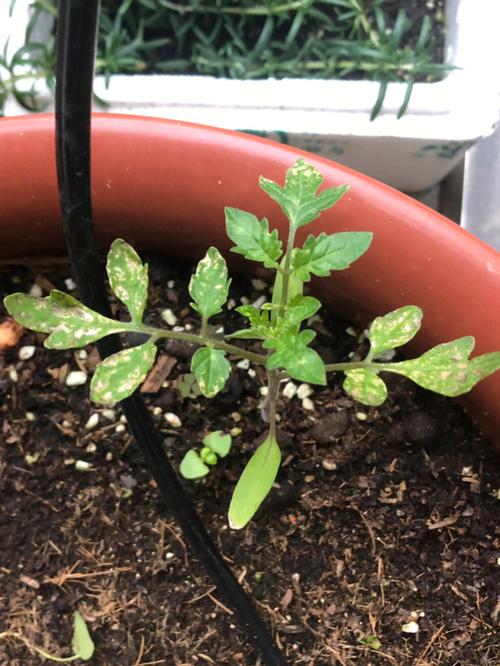 西红柿高温烧苗后怎么处理_高温下怎么种植番茄树苗 西红柿高温烧苗后怎么处理_高温下怎么种植番茄树苗 植物种类