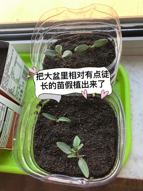 小番茄种子种植方法_广东怎么种植番茄的种子呢 小番茄种子种植方法_广东怎么种植番茄的种子呢 番茄种植技巧