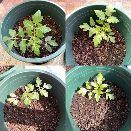 番茄苗怎么养_番茄花苗怎么种植视频 番茄苗怎么养_番茄花苗怎么种植视频 土壤施肥
