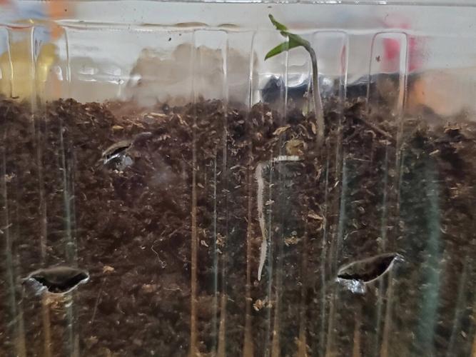西红柿多久才能收获_梨形番茄种子怎么种植视频 西红柿多久才能收获_梨形番茄种子怎么种植视频 番茄病虫害防治