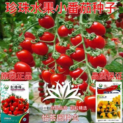 珍珠西红柿的整枝方法_怎么种植红珍珠番茄种子视频 珍珠西红柿的整枝方法_怎么种植红珍珠番茄种子视频 植物种类
