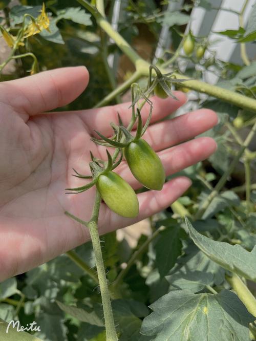 阳台种菜VS阳台养花哪个好_种花绣球番茄怎么种植的视频 阳台种菜VS阳台养花哪个好_种花绣球番茄怎么种植的视频 土壤施肥