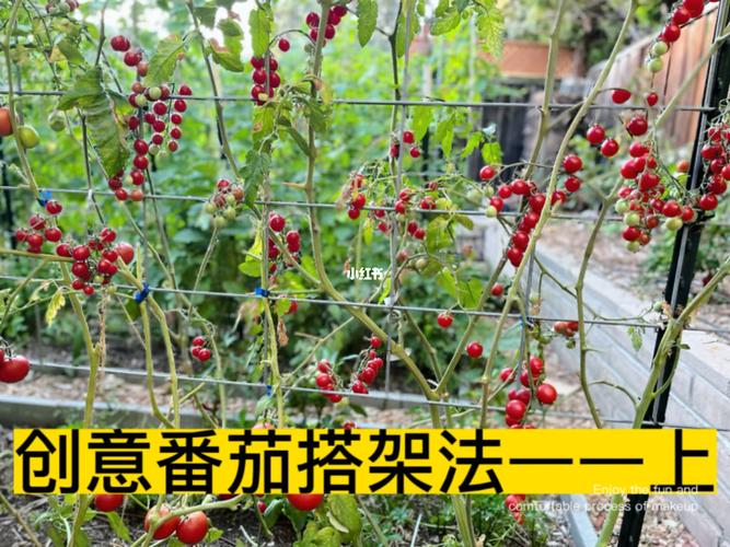 怎么给西红柿搭架子_大番茄种植架子怎么搭建 怎么给西红柿搭架子_大番茄种植架子怎么搭建 土壤施肥