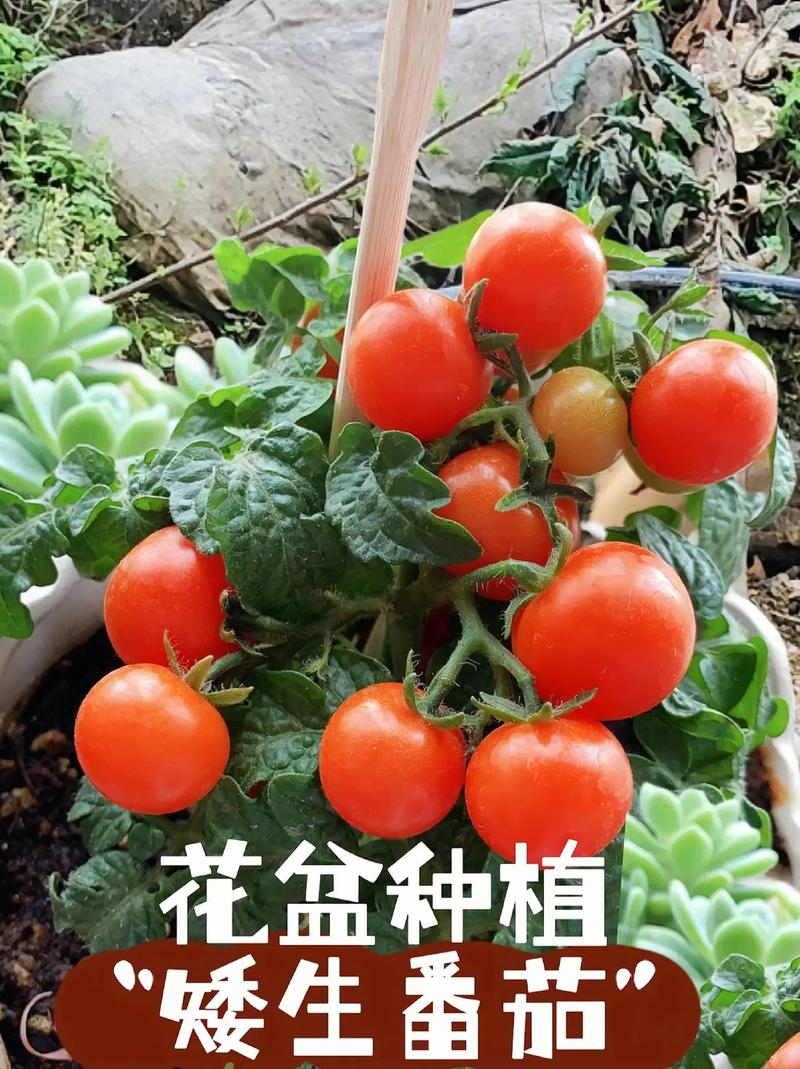 矮株西红柿都有哪些品种_矮株番茄怎么种植技巧视频 矮株西红柿都有哪些品种_矮株番茄怎么种植技巧视频 番茄病虫害防治