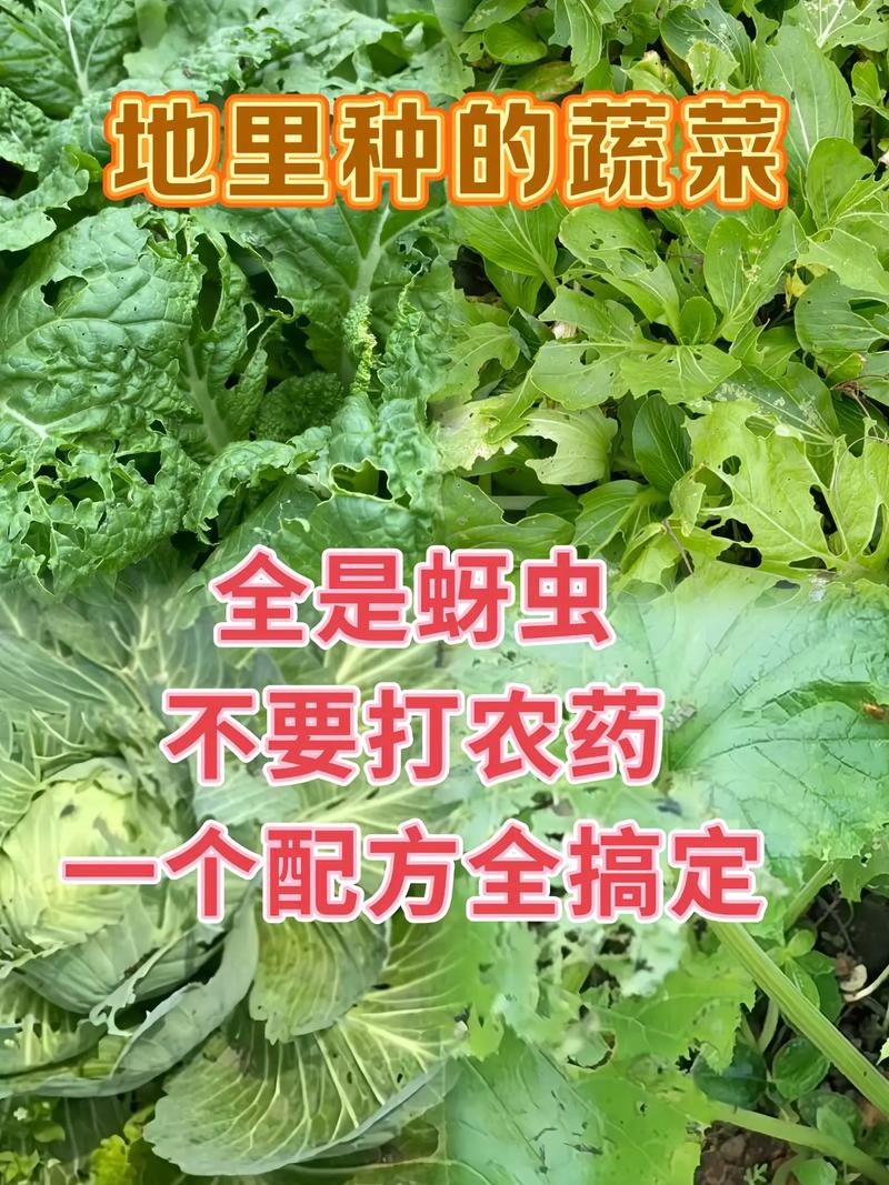 管道种植蔬菜方法_田间蔬菜种植技巧和方法视频 管道种植蔬菜方法_田间蔬菜种植技巧和方法视频 植物种类