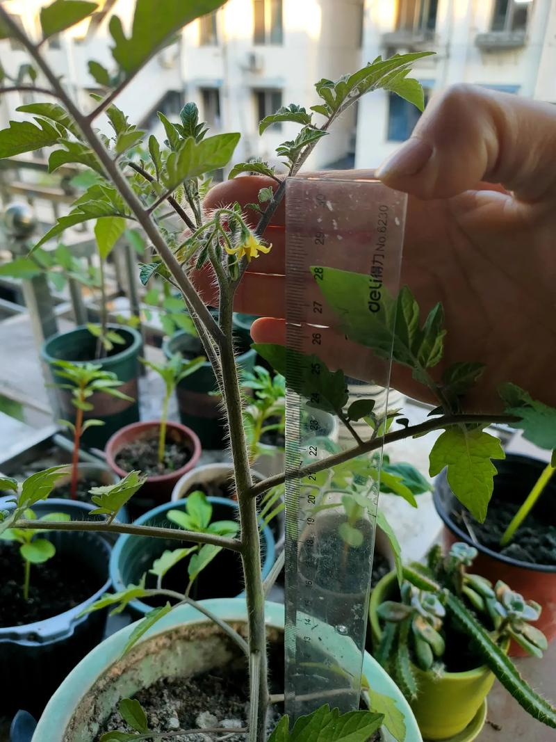 西红柿身上芽子什么拔掉合适合适_番茄种植侧芽怎么处理好 西红柿身上芽子什么拔掉合适合适_番茄种植侧芽怎么处理好 农业常识