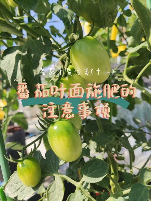 番茄水肥管理有哪些需要注意的地方_种植番茄怎么判断缺肥呢 番茄水肥管理有哪些需要注意的地方_种植番茄怎么判断缺肥呢 农业常识