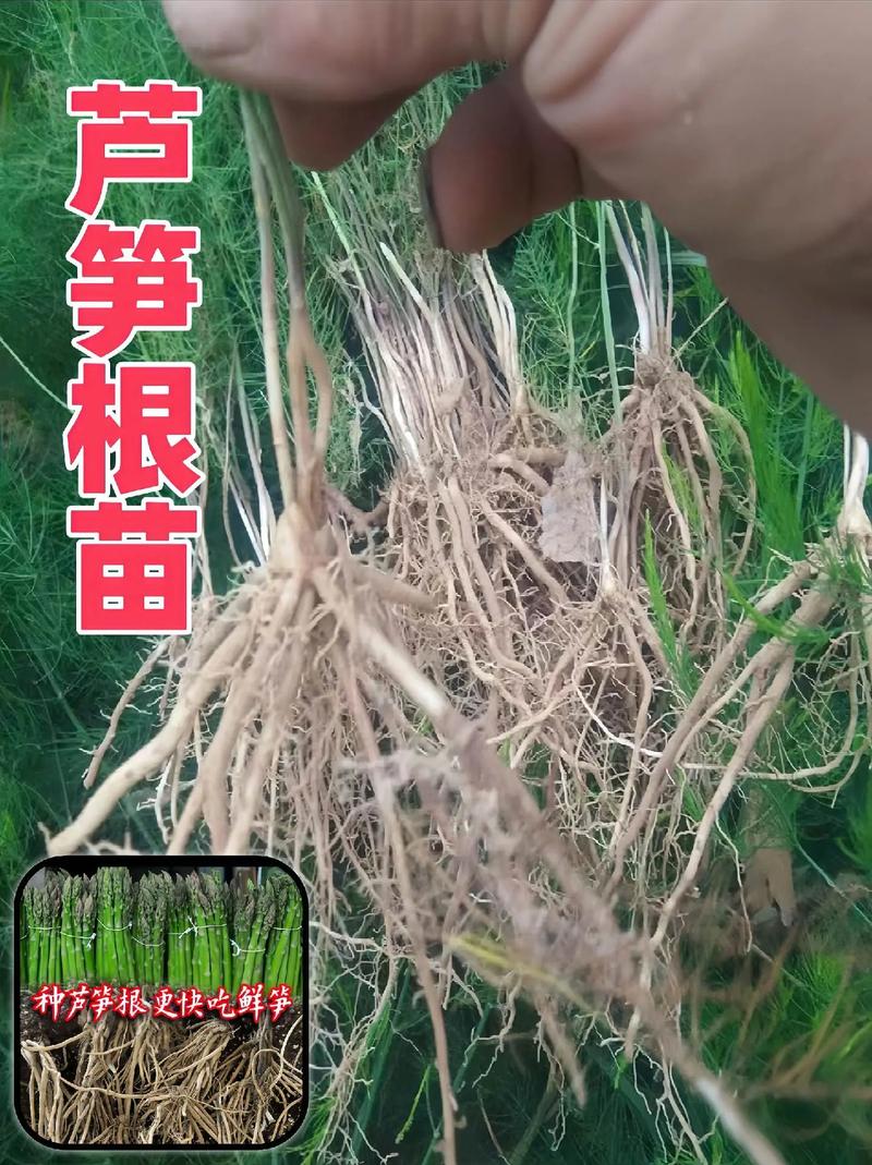 芦笋的种植方法_芦笋怎么种植番茄土豆视频 芦笋的种植方法_芦笋怎么种植番茄土豆视频 番茄种植技巧
