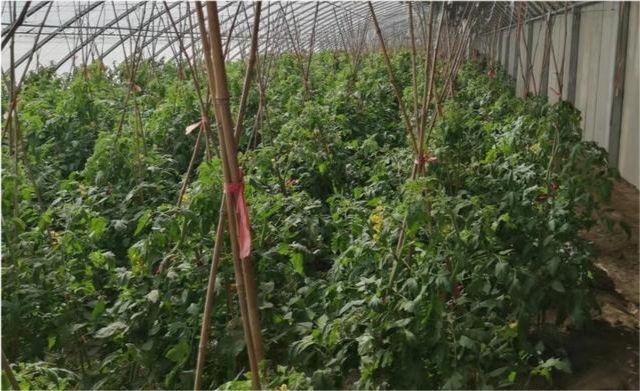 如何给番茄搭架子_大棚黑番茄种植怎么搭架子 如何给番茄搭架子_大棚黑番茄种植怎么搭架子 番茄病虫害防治