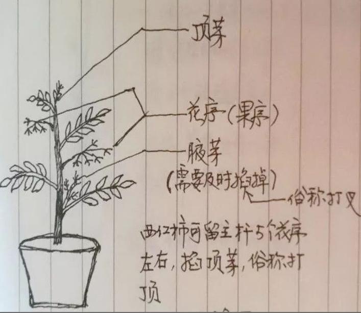 番茄结果了如何修枝_番茄种植怎么修枝图解视频 番茄结果了如何修枝_番茄种植怎么修枝图解视频 番茄种植技巧
