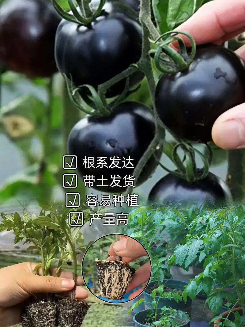 珍珠番茄盆栽种植_黑珍珠番茄种子怎么种植视频 珍珠番茄盆栽种植_黑珍珠番茄种子怎么种植视频 番茄种植技巧