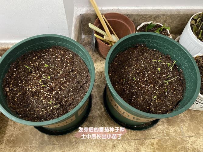 番茄窝料_枣子番茄种子怎么种植视频 番茄窝料_枣子番茄种子怎么种植视频 植物种类