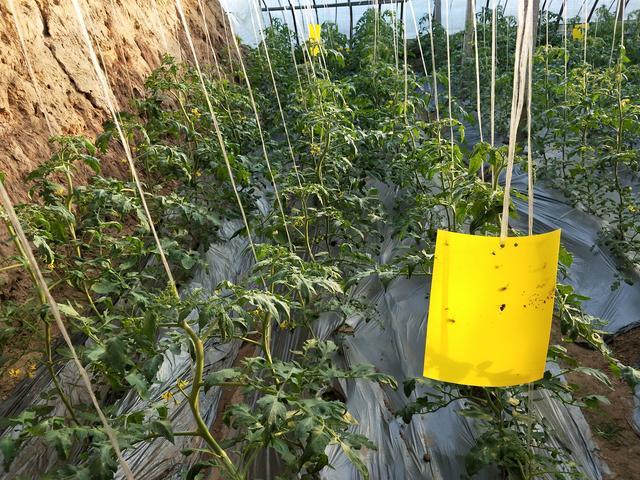 种植番茄施肥全过程_阳台番茄种植怎么施肥视频 植物种类 种植番茄施肥全过程_阳台番茄种植怎么施肥视频 种植番茄施肥全过程_阳台番茄种植怎么施肥视频 植物种类