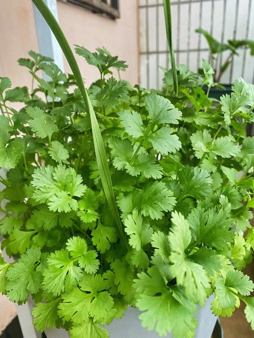 小芹菜和香菜长的一样吗_芹菜怎么种植小番茄视频 小芹菜和香菜长的一样吗_芹菜怎么种植小番茄视频 番茄病虫害防治