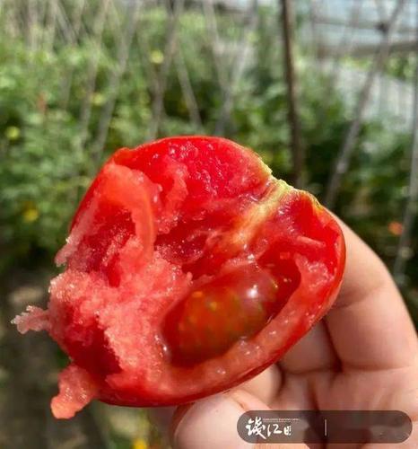 疫情过去后，对农村农业的影响是什么？好还是不好_903番茄新品种 疫情过去后，对农村农业的影响是什么？好还是不好_903番茄新品种 农业常识