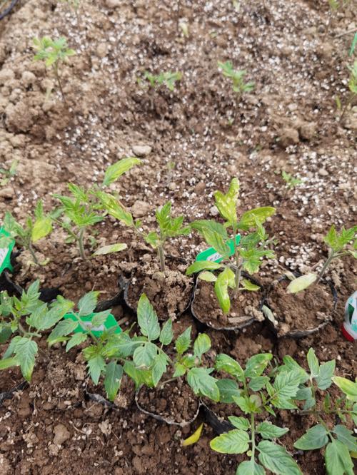 小拱棚番茄的温度管理_拱棚番茄怎么种植视频 小拱棚番茄的温度管理_拱棚番茄怎么种植视频 植物种类