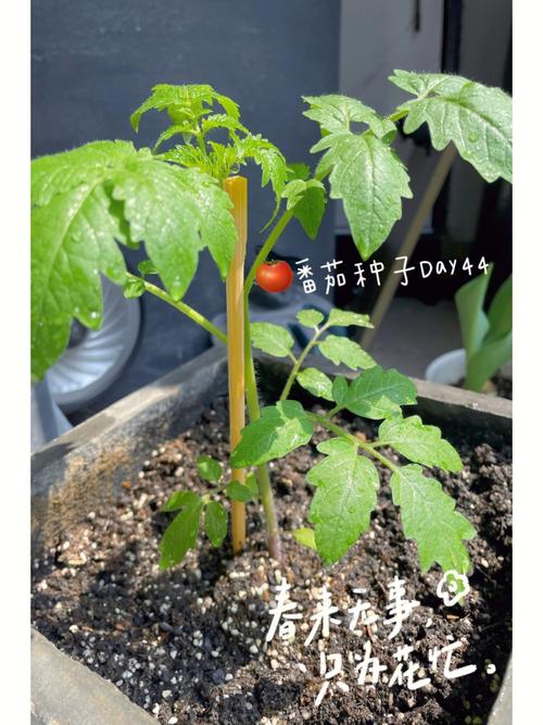 想要成为签约主播，可以给我推荐一家文化传媒公司吗_大禹番茄种子怎么种植视频教程 想要成为签约主播，可以给我推荐一家文化传媒公司吗_大禹番茄种子怎么种植视频教程 番茄病虫害防治