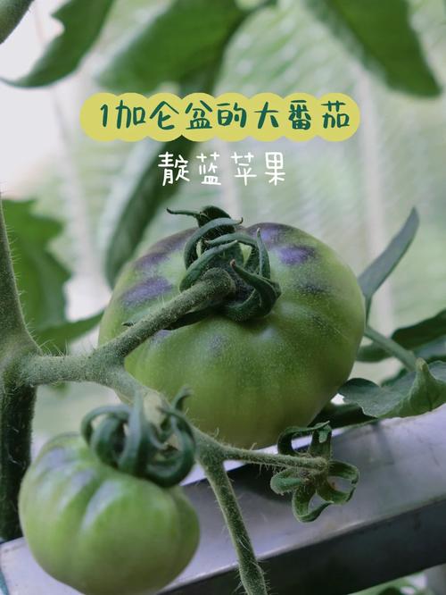 用什么能代替食用色素啊_靛蓝玫瑰番茄怎么种植的 用什么能代替食用色素啊_靛蓝玫瑰番茄怎么种植的 花朵知识