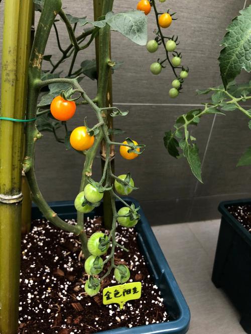 小阳台,怎么规划才能种菜养花两不误呢_小番茄的菜园怎么种植视频 农业常识 小阳台,怎么规划才能种菜养花两不误呢_小番茄的菜园怎么种植视频 小阳台,怎么规划才能种菜养花两不误呢_小番茄的菜园怎么种植视频 农业常识