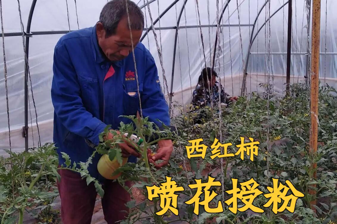 西红柿怎么授粉_番茄怎样授粉 西红柿怎么授粉_番茄怎样授粉 种植技巧