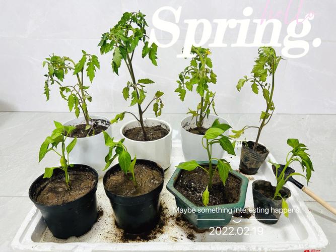 辣椒越冬栽培怎么选择品种_种植宝典小番茄怎么种的 辣椒越冬栽培怎么选择品种_种植宝典小番茄怎么种的 植物种类