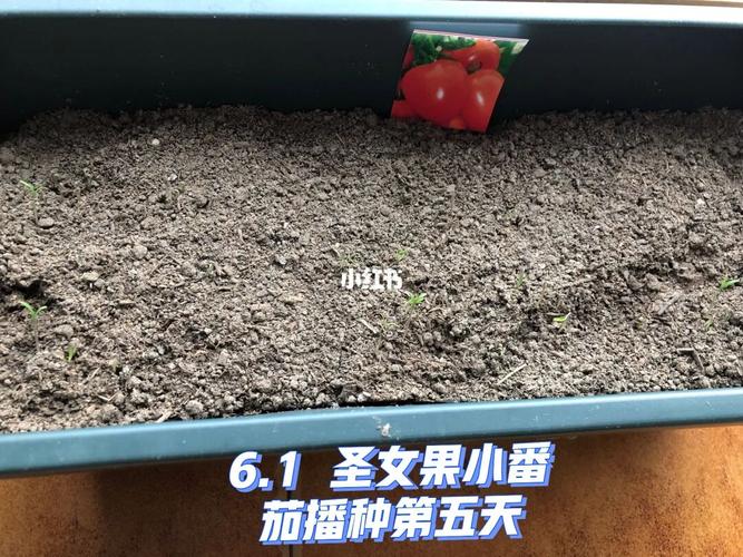 种圣女果种子的方法_怎么种植番茄圣女果苗视频 种圣女果种子的方法_怎么种植番茄圣女果苗视频 花朵知识