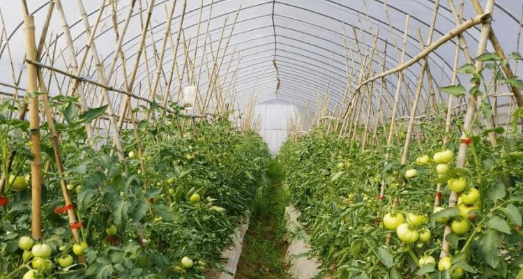 大棚西红柿怎么搭架_种植番茄土怎么堆肥 大棚西红柿怎么搭架_种植番茄土怎么堆肥 番茄病虫害防治