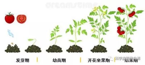 种植番茄施肥全过程_阳台种植番茄怎么给肥料施肥 种植番茄施肥全过程_阳台种植番茄怎么给肥料施肥 土壤施肥