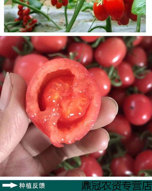 哥斯达黎加是个怎样的国家_混血番茄怎么种植方法图解视频 哥斯达黎加是个怎样的国家_混血番茄怎么种植方法图解视频 植物种类