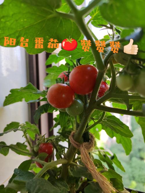 圣女果西红柿籽盆栽如何种植_用番茄果实怎么种植视频 圣女果西红柿籽盆栽如何种植_用番茄果实怎么种植视频 花朵知识