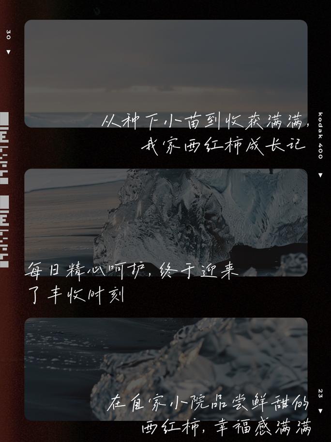 自种西红柿朋友圈说说_种植报告番茄怎么写的 自种西红柿朋友圈说说_种植报告番茄怎么写的 植物种类