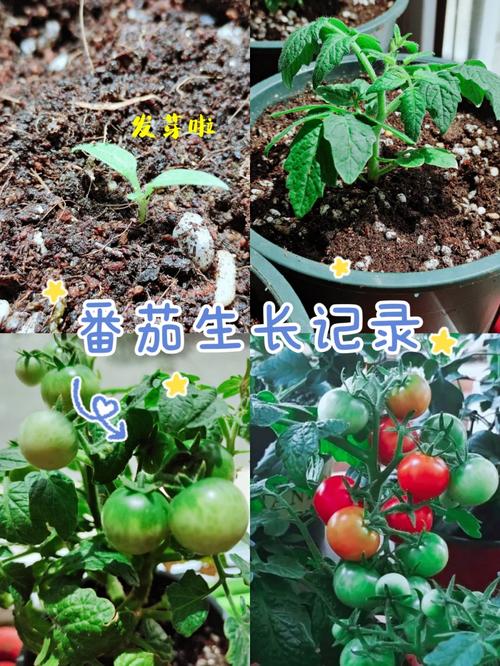 小阳台，怎么规划才能种菜养花两不误呢_迷你小番茄种草怎么种植的 小阳台，怎么规划才能种菜养花两不误呢_迷你小番茄种草怎么种植的 种植技巧