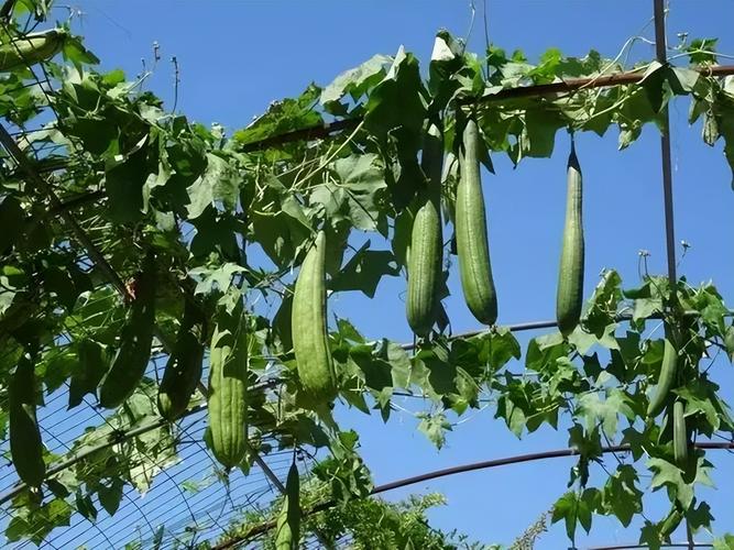 菜豆、黄瓜、西红柿什么时候种植_黄瓜番茄怎么种植方法 菜豆、黄瓜、西红柿什么时候种植_黄瓜番茄怎么种植方法 花朵知识