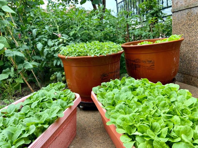 院子都被水泥覆盖，想在院子里种点蔬菜怎么办_居家蔬菜种植小技巧有哪些 院子都被水泥覆盖，想在院子里种点蔬菜怎么办_居家蔬菜种植小技巧有哪些 种植技巧