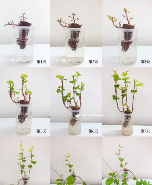 水培蔬菜种植技术_怎样水培蔬菜教程 水培蔬菜种植技术_怎样水培蔬菜教程 植物种类