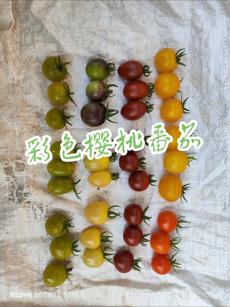 五彩樱桃番茄怎么样种植能高产_农场樱桃番茄怎么种植的 五彩樱桃番茄怎么样种植能高产_农场樱桃番茄怎么种植的 农业常识