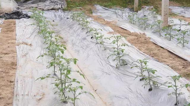 番茄栽种全过程_番茄怎么种植支撑土壤视频 番茄栽种全过程_番茄怎么种植支撑土壤视频 番茄病虫害防治