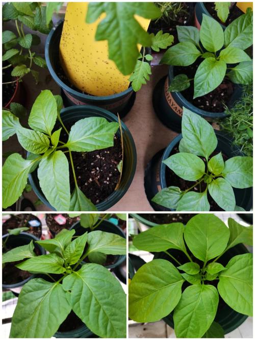 四眼辣椒专业种植技术_番茄豆怎么种植方法视频 四眼辣椒专业种植技术_番茄豆怎么种植方法视频 种植技巧