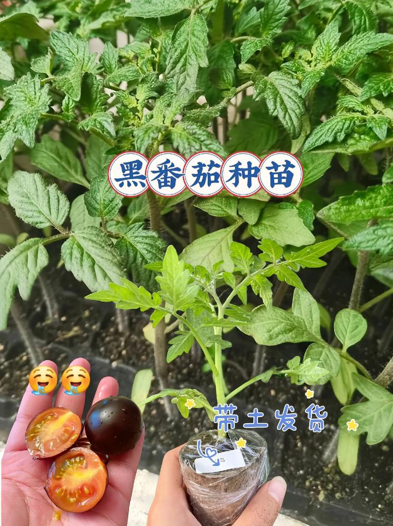黑果菜的种植方法_黑番茄怎么盆栽种植视频 黑果菜的种植方法_黑番茄怎么盆栽种植视频 农业常识
