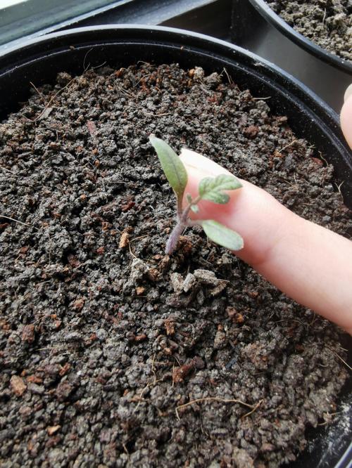 成熟番茄，可以直接用里面的种子播种吗_自家用番茄育种怎么种植的 成熟番茄，可以直接用里面的种子播种吗_自家用番茄育种怎么种植的 番茄种植技巧