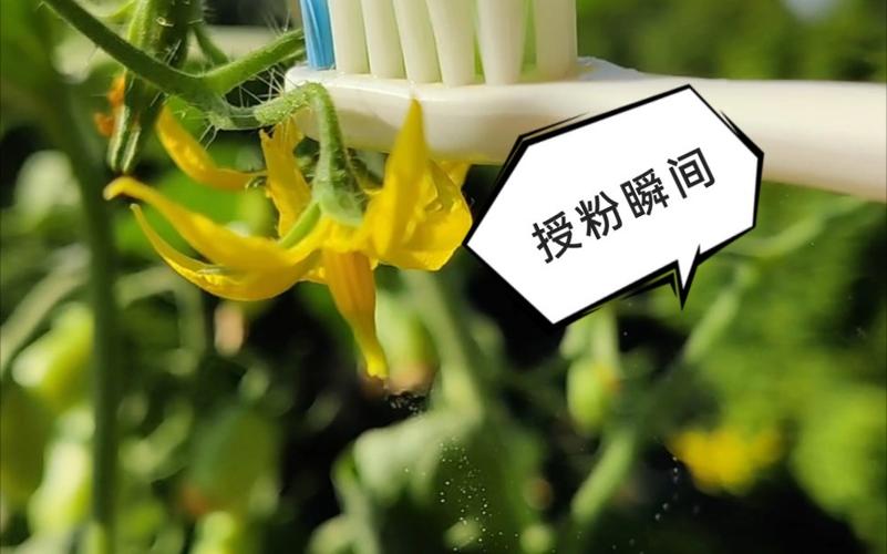 室内西红柿授粉方式_阳台种的番茄怎么授粉 室内西红柿授粉方式_阳台种的番茄怎么授粉 植物种类
