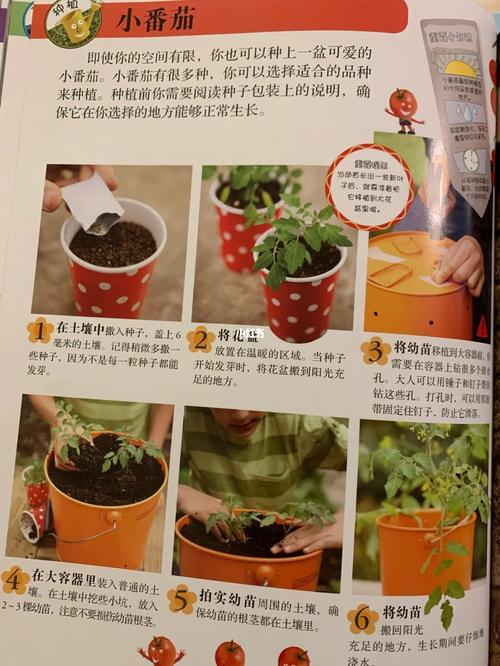 西红柿种植方法_番茄怎么种植培育方法 西红柿种植方法_番茄怎么种植培育方法 土壤施肥