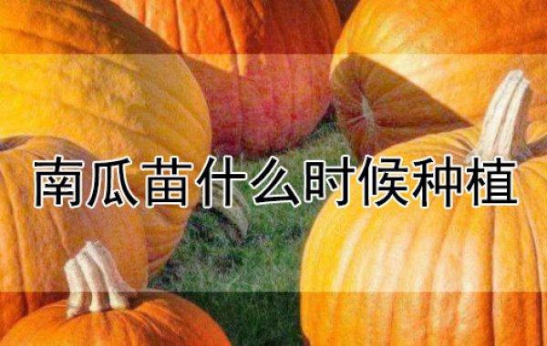 从河北邯郸到新疆自驾游，什么时候去比较好？需要注意什么事项_新疆南瓜种植方法 从河北邯郸到新疆自驾游，什么时候去比较好？需要注意什么事项_新疆南瓜种植方法 番茄病虫害防治