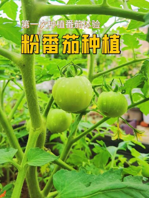 黄芒果番茄的种植_大粉番茄好吃吗 黄芒果番茄的种植_大粉番茄好吃吗 土壤施肥