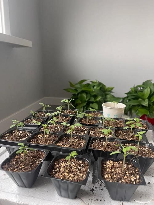 人工刚孵化的小八哥要注意那些怎么养_小八番茄种子怎么种植视频 人工刚孵化的小八哥要注意那些怎么养_小八番茄种子怎么种植视频 土壤施肥
