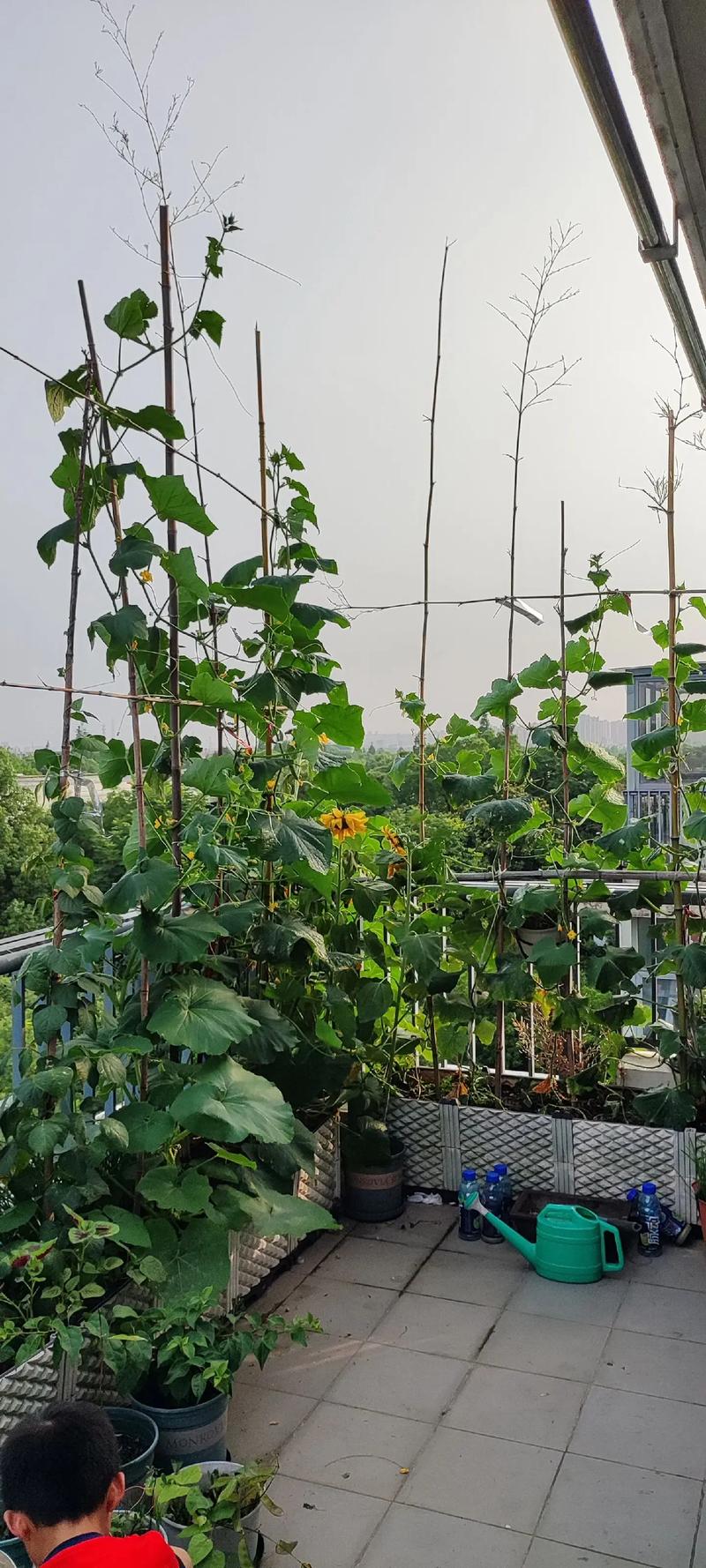 如何在阳台上种植蔬菜？哪些蔬菜适合在阳台上种植_阳台蔬菜种植技巧和方法 如何在阳台上种植蔬菜？哪些蔬菜适合在阳台上种植_阳台蔬菜种植技巧和方法 花朵知识